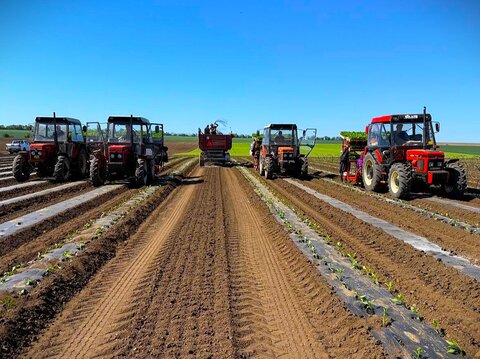 Květen na farmě v Loděnicích: Polní maraton a 1,8 milionu paprik v zemi
