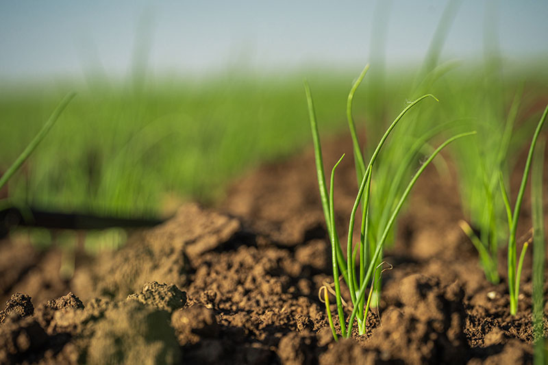Detail sazenic v hlíně